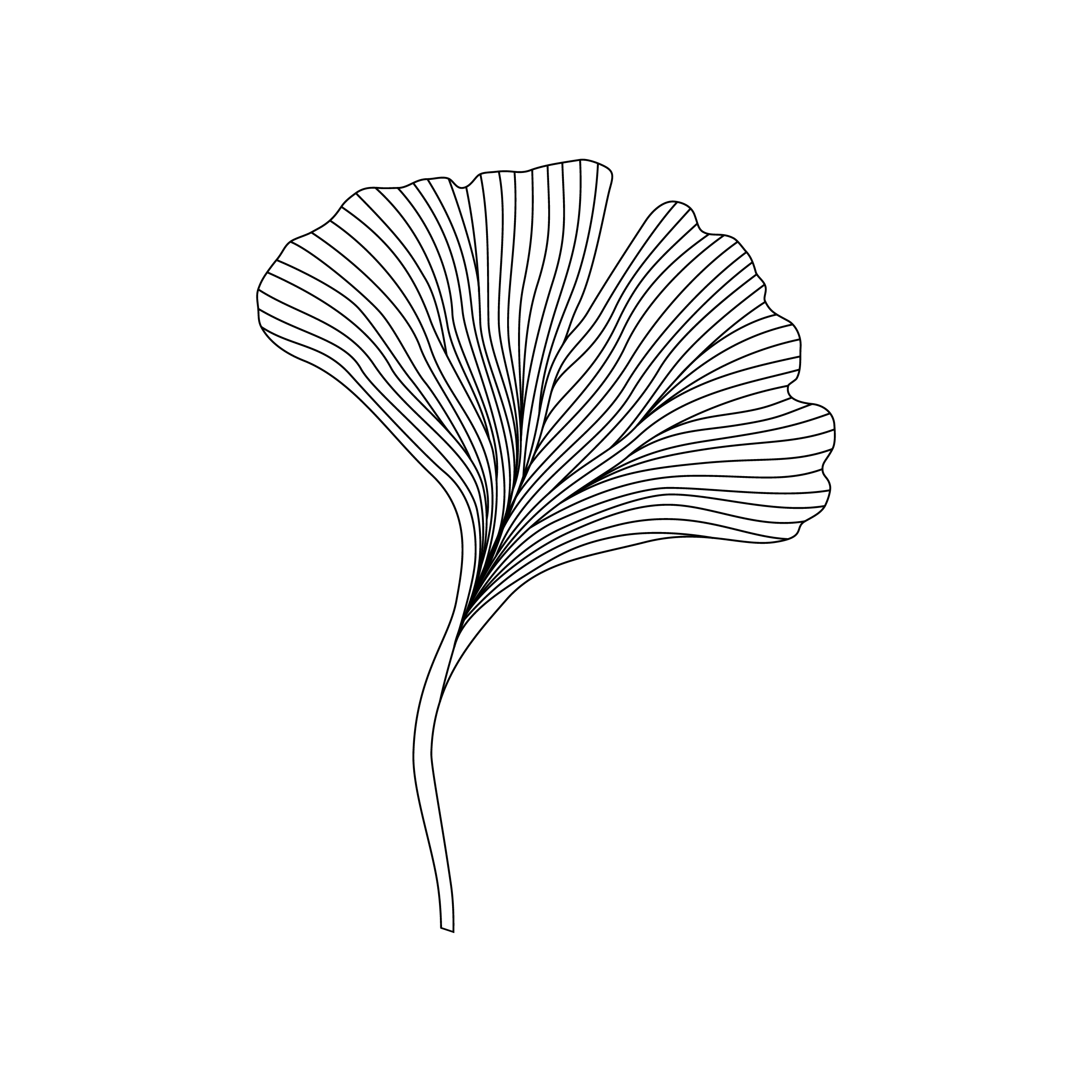Ginkgo Biloba leaf illustration